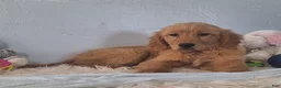 Golden Retriever dogs for sale: Brooklyn - Ad 3