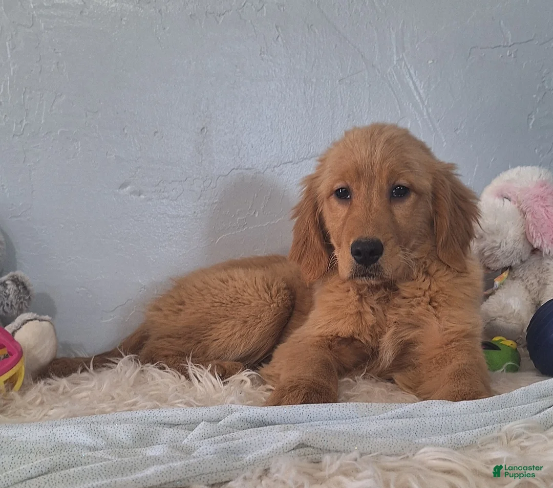 Golden Retriever dogs for sale: Brooklyn - Ad 3