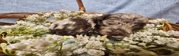 Mini Goldendoodle dogs for sale: Nutmeg - Ad 2