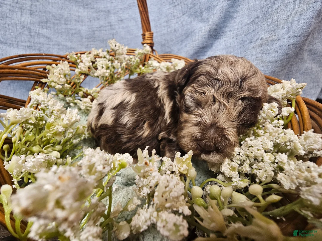 Mini Goldendoodle dogs for sale: Nutmeg - Ad 2