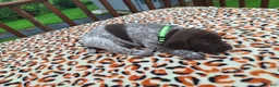 German Shorthaired Pointer dogs for sale: German Shorthaired Pointer Reed - Ad 5