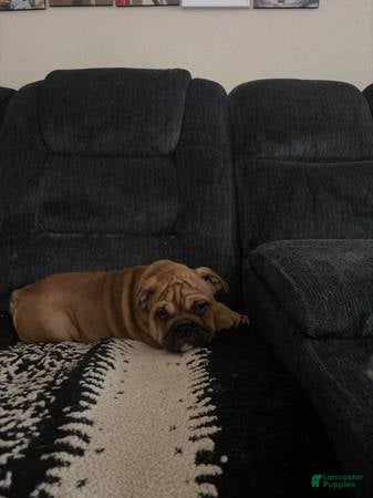 English Bulldog dogs English Bulldog 4 - Ad 4