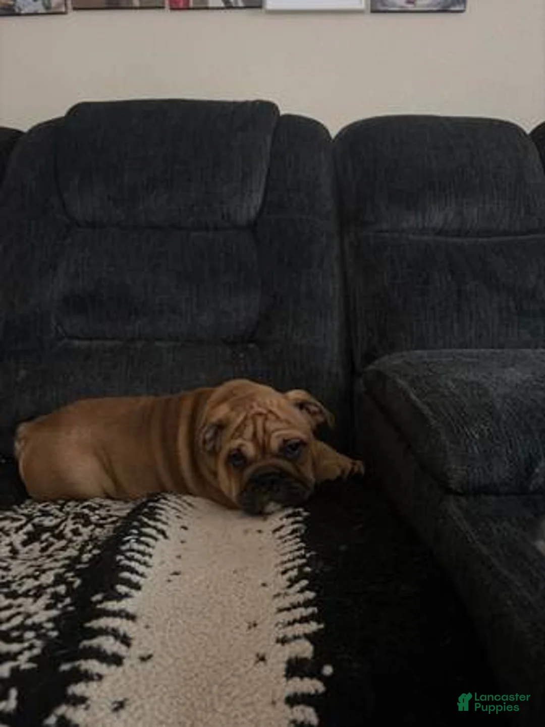 English Bulldog dogs for sale: English Bulldog 4 - Ad 1