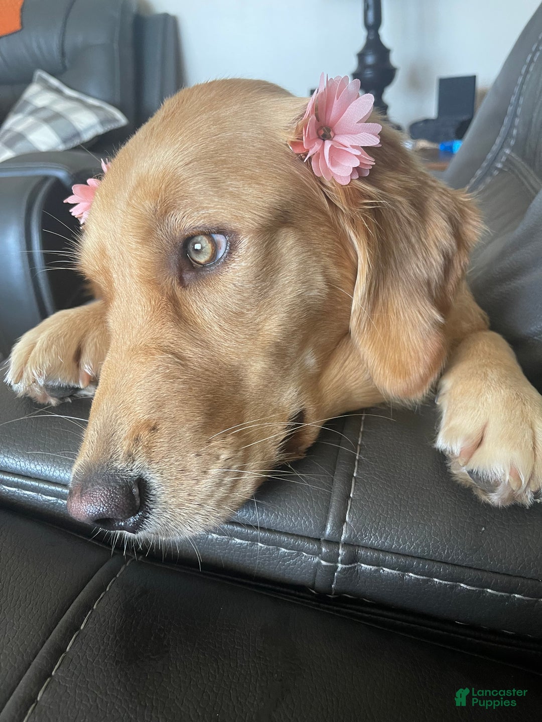 Golden Retriever dogs for sale: Naughty  - Ad 5