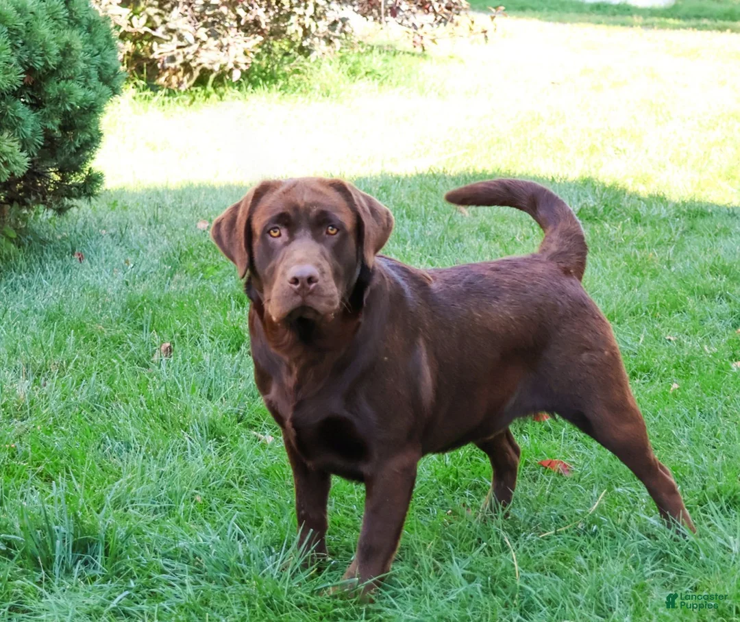 Labrador Retriever dogs for sale: Scar - Ad 6