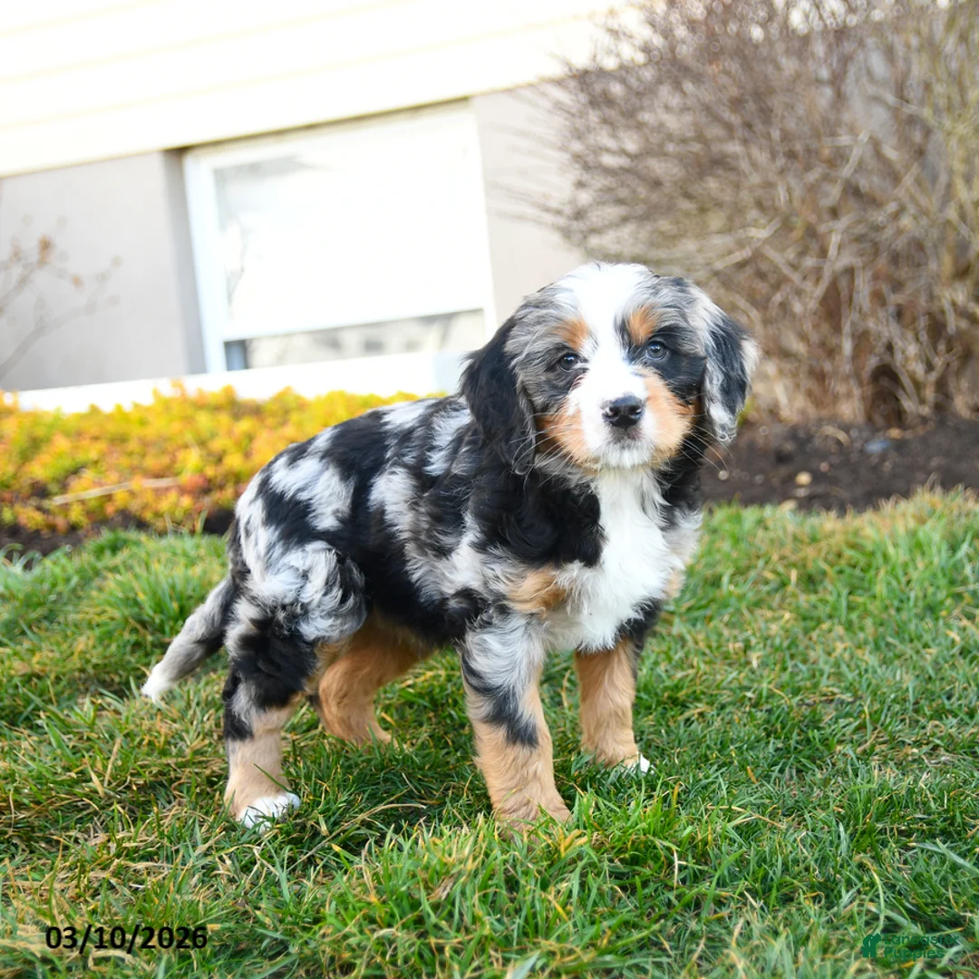 Mini Bernedoodle dogs for sale: Dumpling - Ad 2