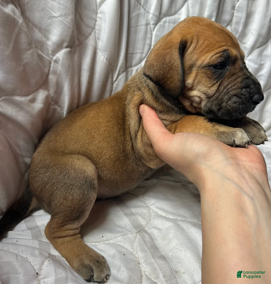 Great Dane dogs for sale: Annie Oakley - Ad 2