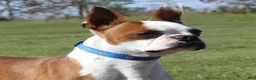 Boston Terrier dogs for sale: Dusty - Ad 9