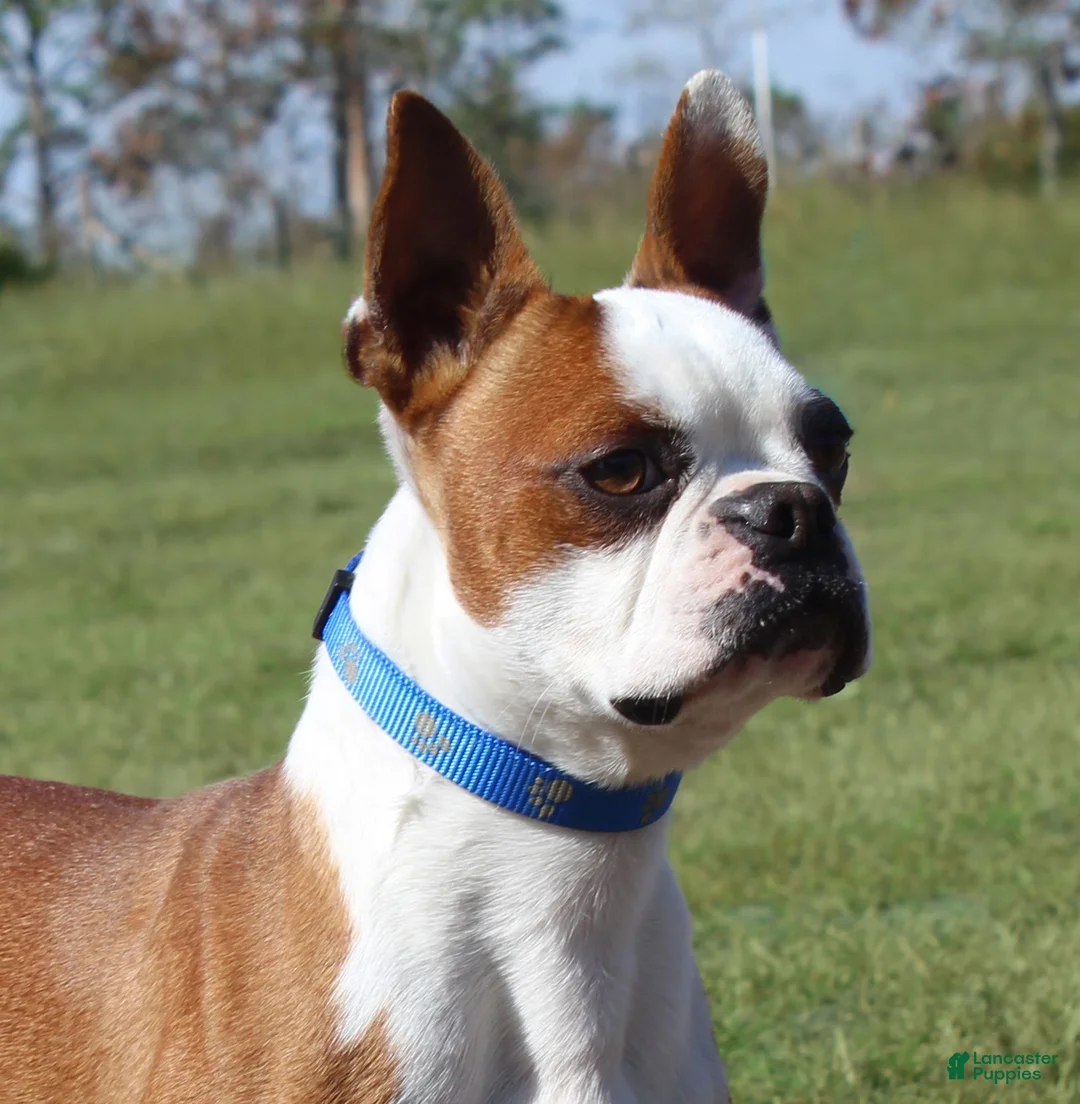 Boston Terrier dogs for sale: Dusty - Ad 9