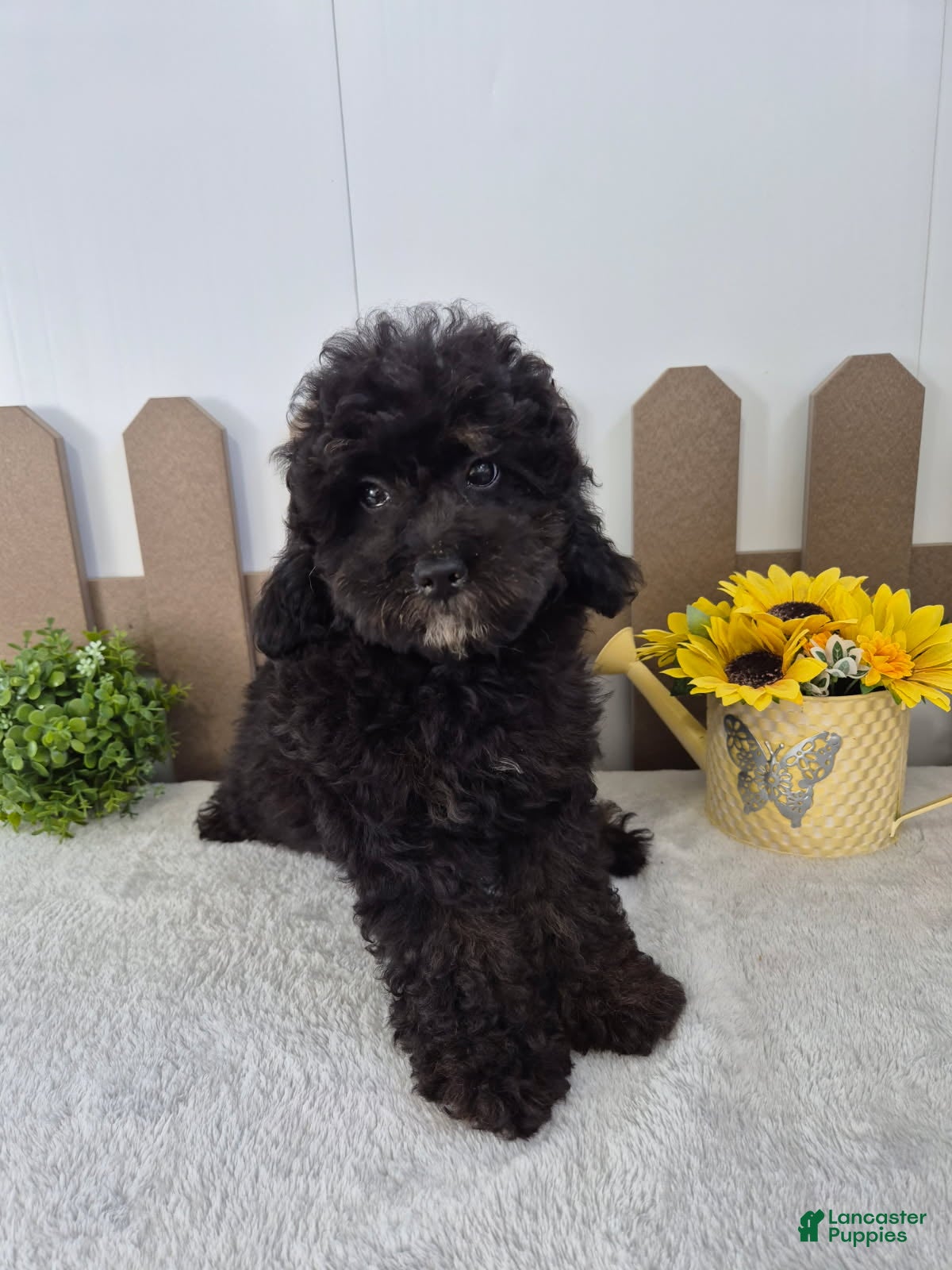 Cockapoo dogs for sale: Jackson Cockapoo  - Ad 39