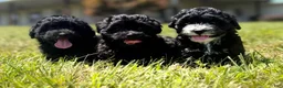 Mixed Breed dogs for sale: Holly - Ad 3