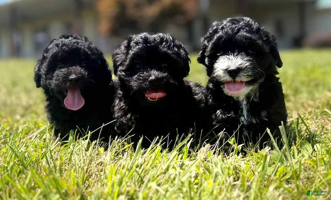 Mixed Breed dogs for sale: Holly - Ad 7