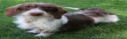 Miniature Dachshund dogs for sale: Snoopy - Ad 7