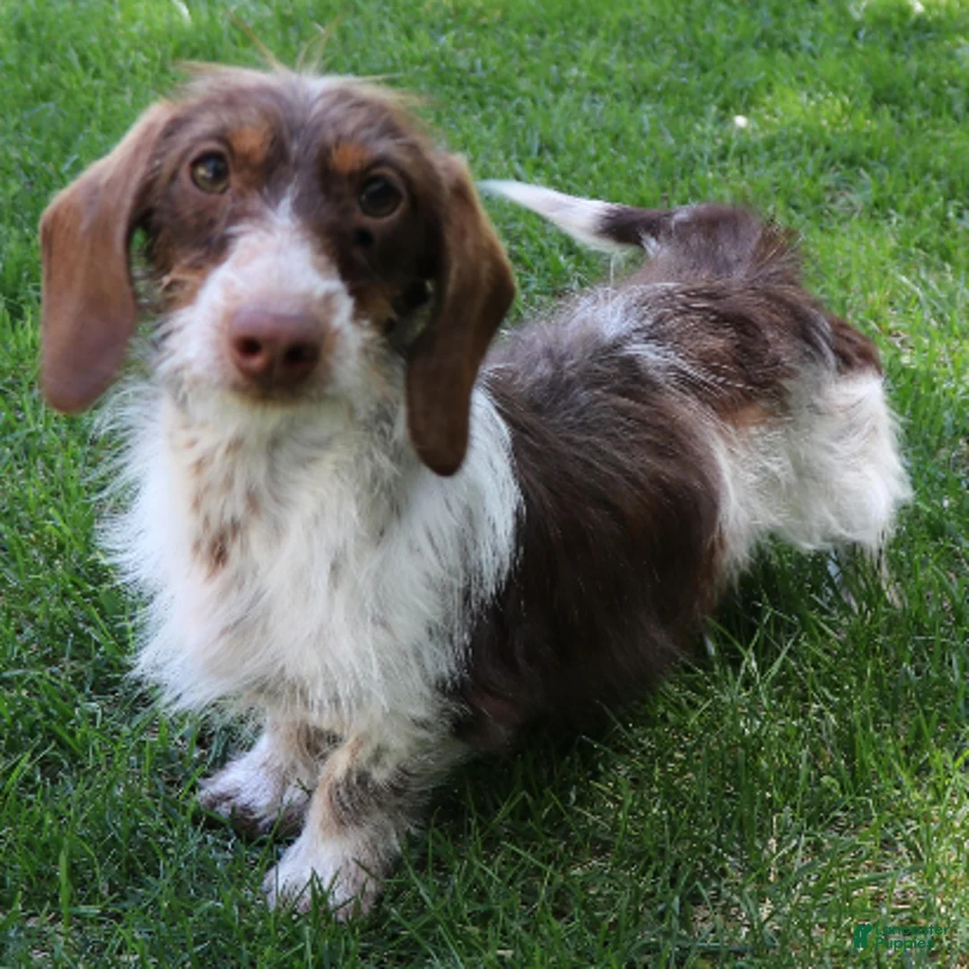 Miniature Dachshund dogs for sale: Snoopy - Ad 7