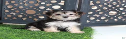 Yochon dogs for sale: Autumn Precious Female Yochon Puppy - Ad 3