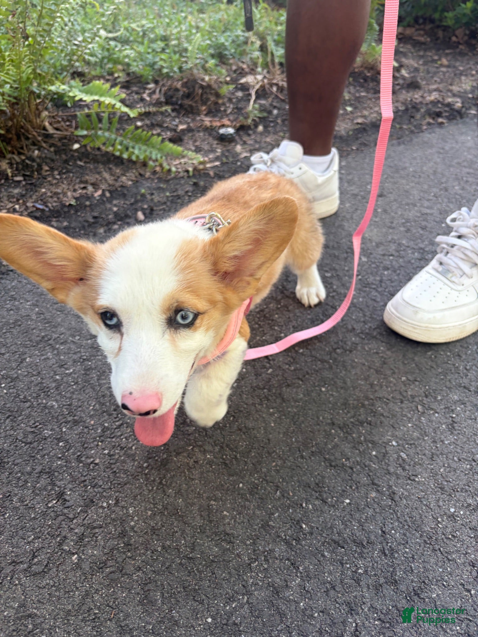 American Corgi dogs Ruby - Ad 2