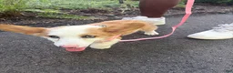 American Corgi dogs for sale: Ruby - Ad 3