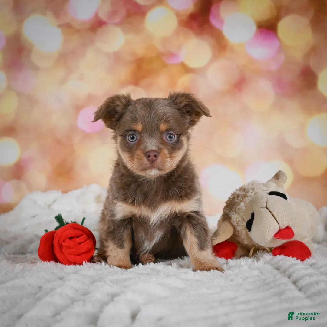 Chihuahua dogs for sale: Bo - Ad 2