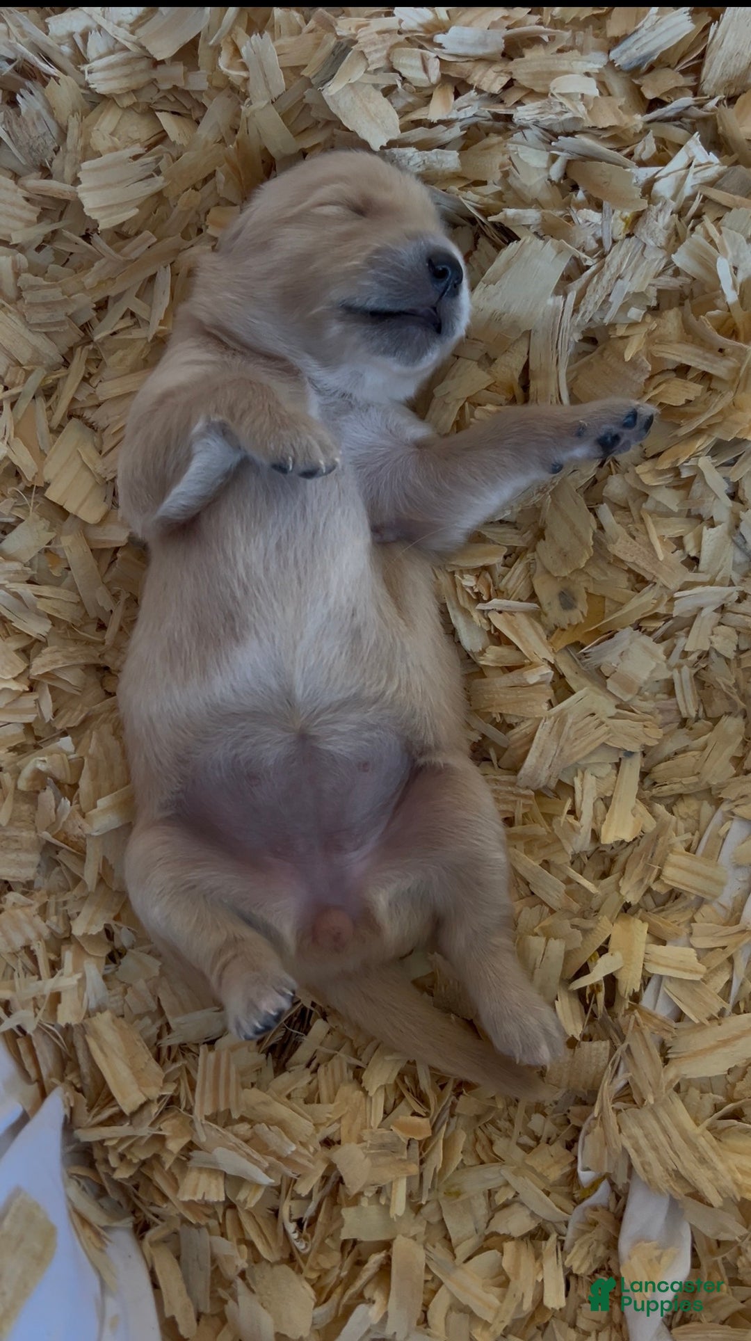 Golden Retriever dogs for sale: Purple - Ad 3