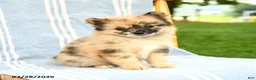Pomeranian dogs for sale: Maisie - Ad 3