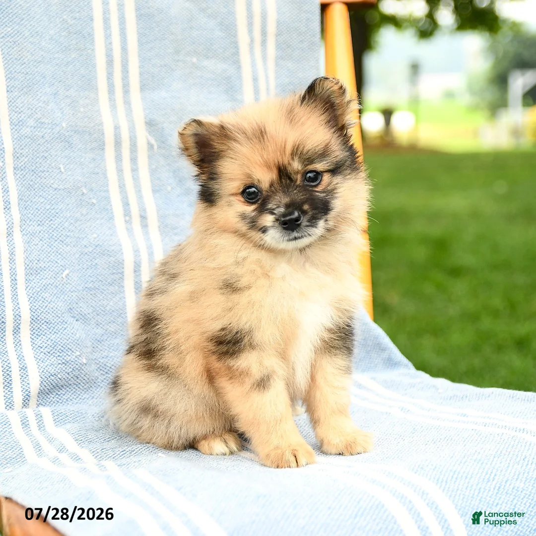 Pomeranian dogs for sale: Maisie - Ad 3