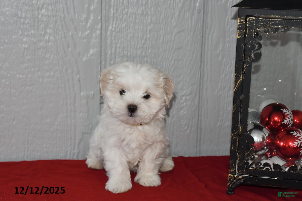 Maltese dogs Pearl - Ad 26