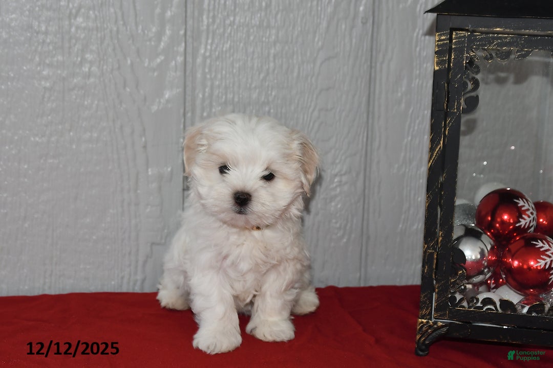 Maltese dogs for sale: Pearl - Ad 1