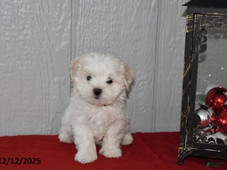 Maltese dogs Pearl - Ad 21