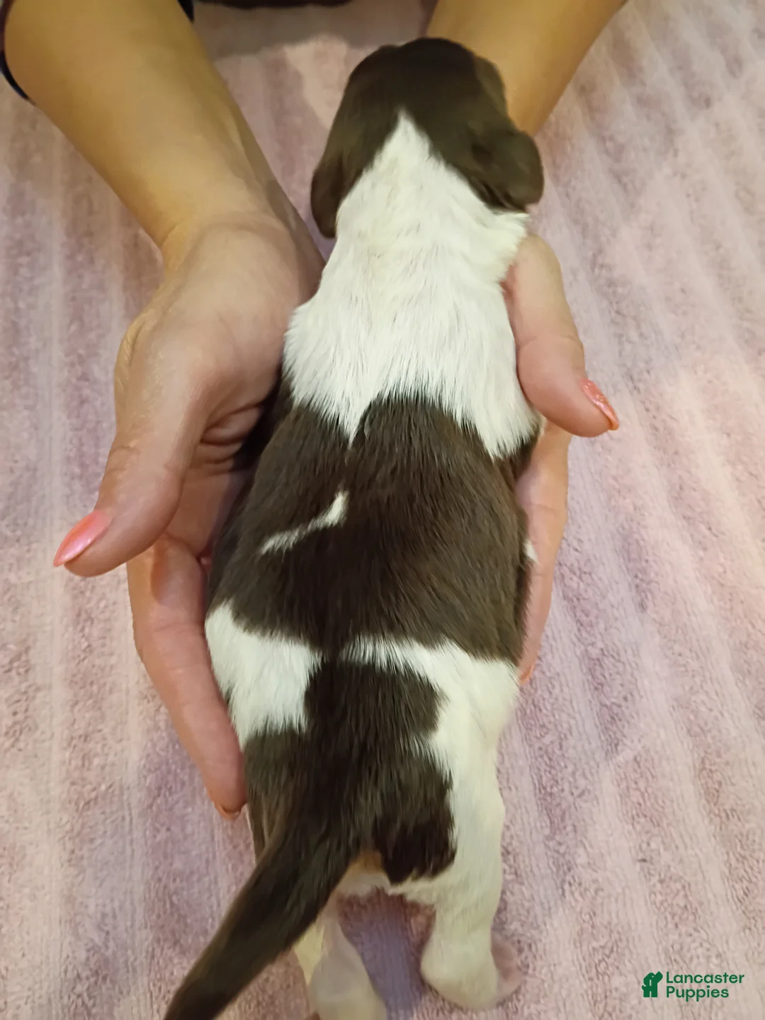 Brittany Spaniel dogs for sale: Brittany Spaniel 1 Tricolor Male - Ad 1