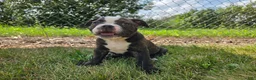 Olde English Bulldogge dogs for sale: Henry - Ad 5