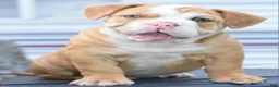 Mixed Breed dogs for sale: Hercules Bulldog hybrid  - Ad 21