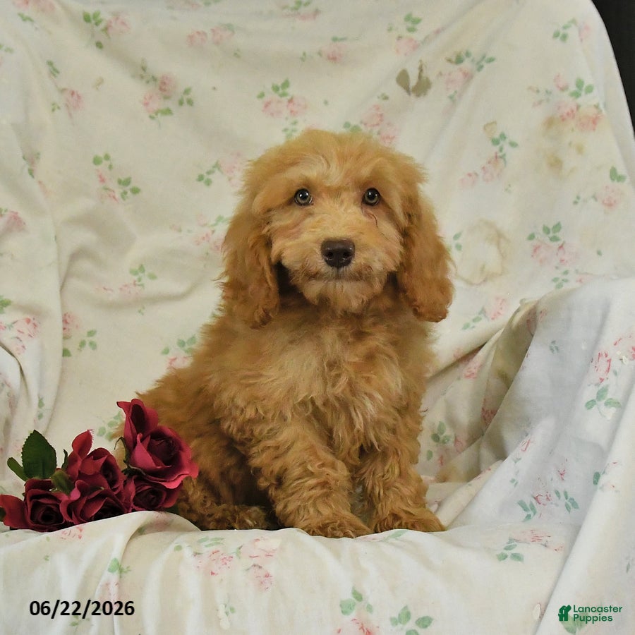 Mini Goldendoodle dogs Melody - Ad 1