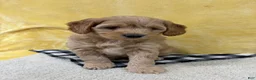 Mini Goldendoodle dogs for sale: Ginger - Ad 5