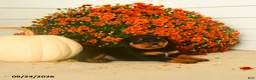 Rottweiler dogs for sale: Piper  - Ad 5