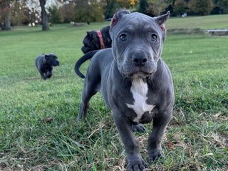 American Bully dogs - Ad 28