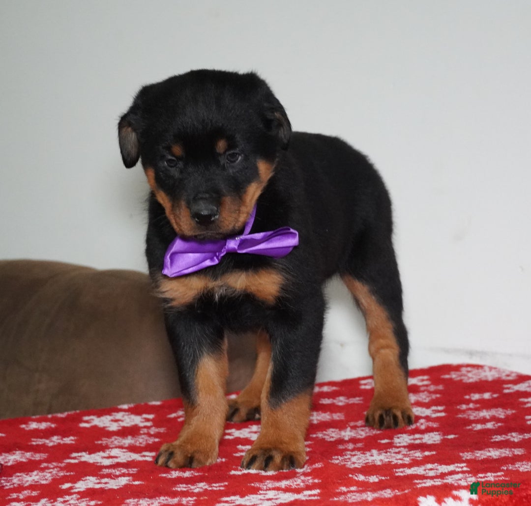 Rottweiler dogs for sale: Britta - Ad 2