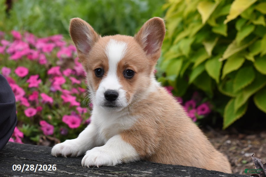 Welsh Corgi Pembroke dogs Austin - Ad 2