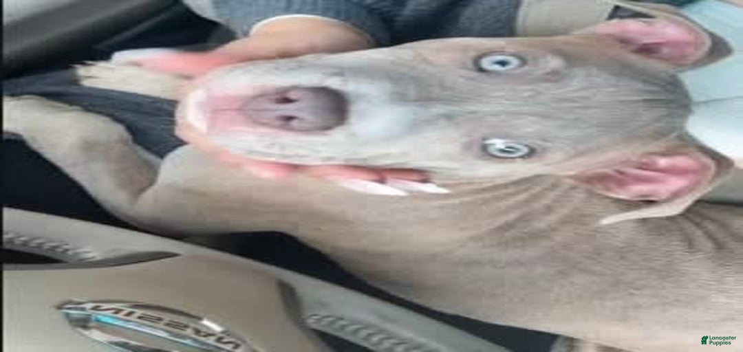 Gallery Image {{count}}