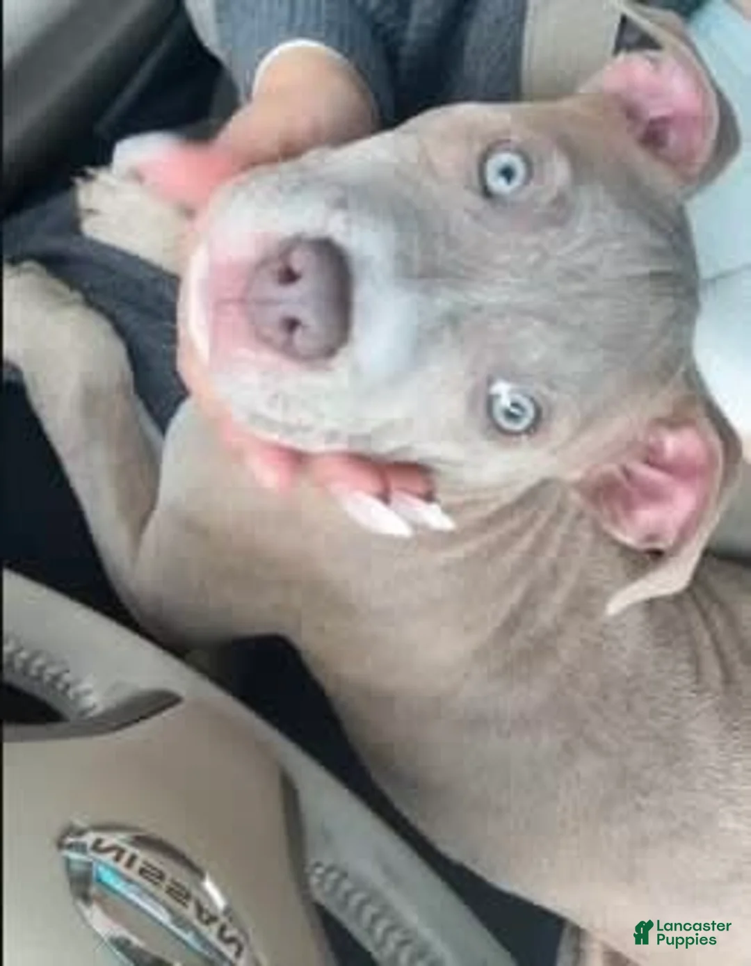 Gallery Image {{count}}