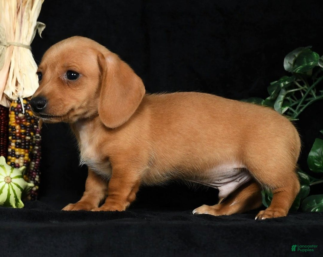Miniature Dachshund dogs for sale: Toby Short Hair - Ad 8