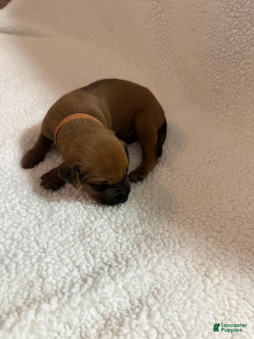 Rhodesian Ridgeback dogs Rhodesian Ridgeback 3 - Ad 40