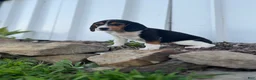 Beagle dogs for sale: Beagle 1 - Ad 3