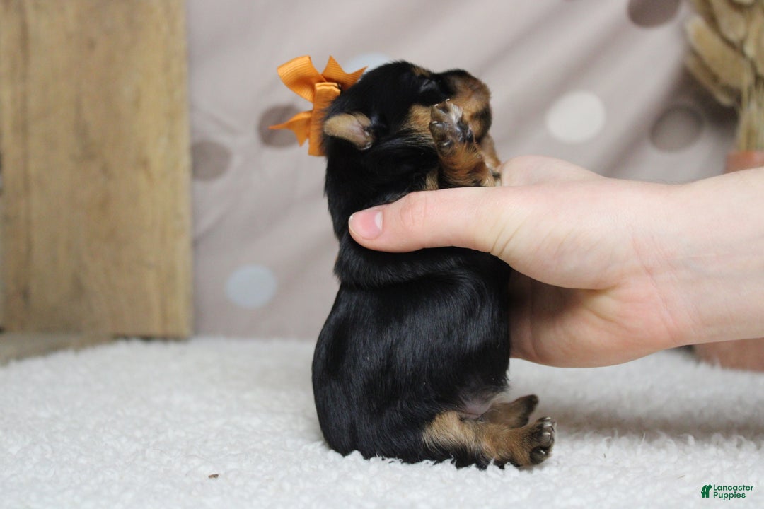 Yorkshire Terrier dogs for sale: Juliana - Ad 9