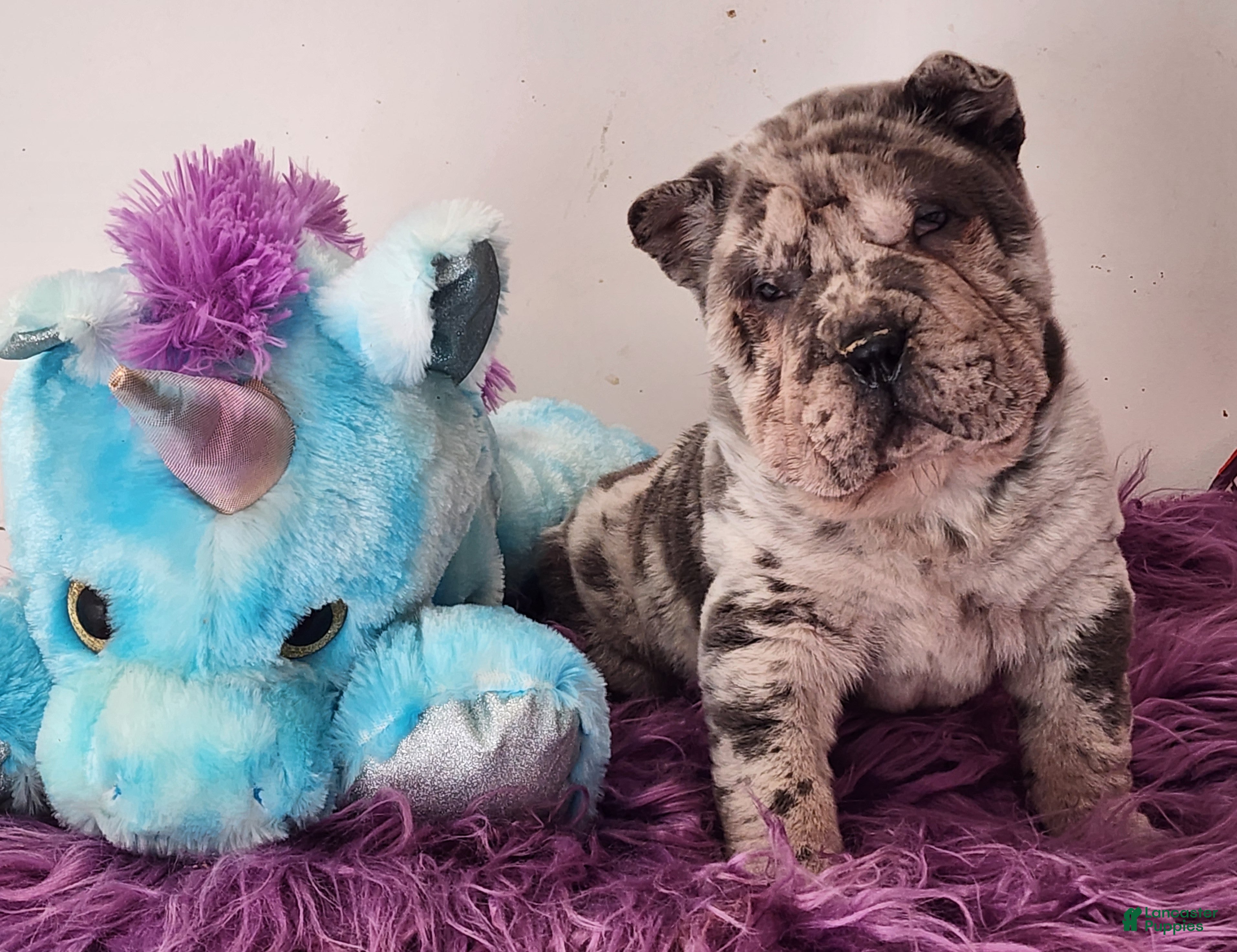 Shar Pei dogs Jazzy blue merle mini  - Ad 1
