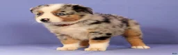 Miniature Australian Shepherd dogs for sale: Melissa - Ad 4