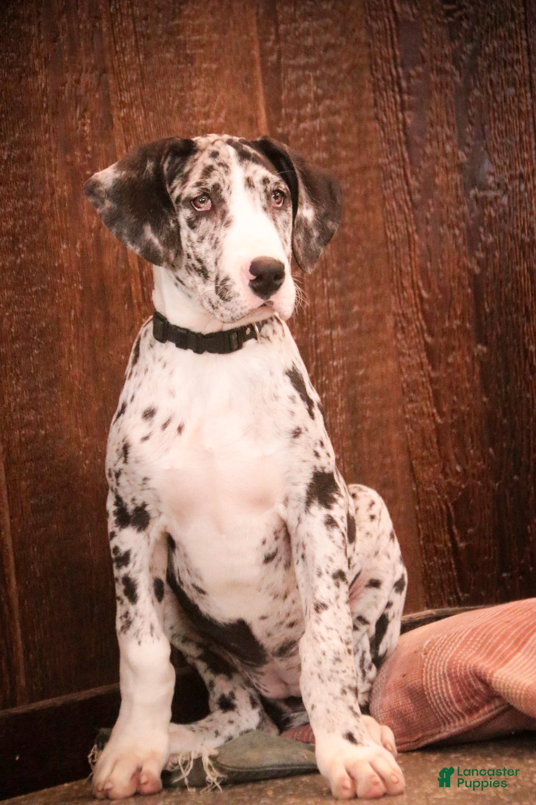 Great Dane dogs for sale: Lorelai - Ad 6