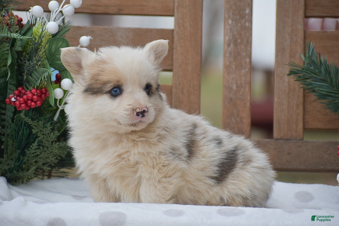 Welsh Corgi Pembroke dogs for sale: Maaleck - Ad 6