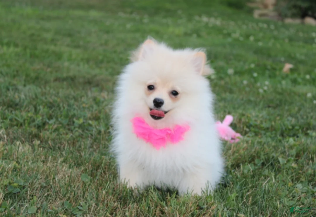 Pomeranian dogs for sale: Ruby - Ad 1