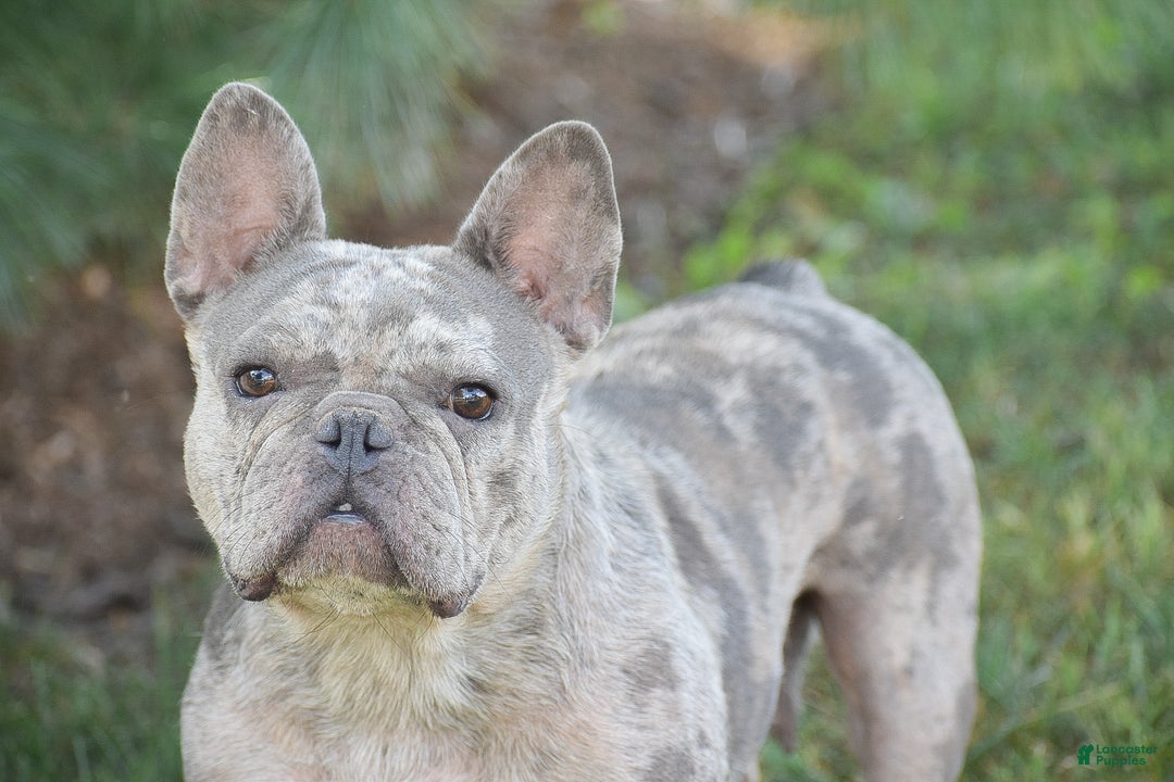 French Bulldog dogs for sale: Ponderosa - Ad 5