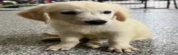 Golden Retriever dogs for sale: Teddy - Ad 2